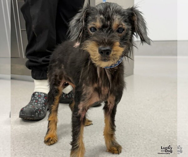 Medium Photo #1 Dachshund-Unknown Mix Puppy For Sale in Washington, DC, USA