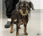 Lil Girl - Female Dachshund-Unknown Mix Dog for Adoption - Small photo