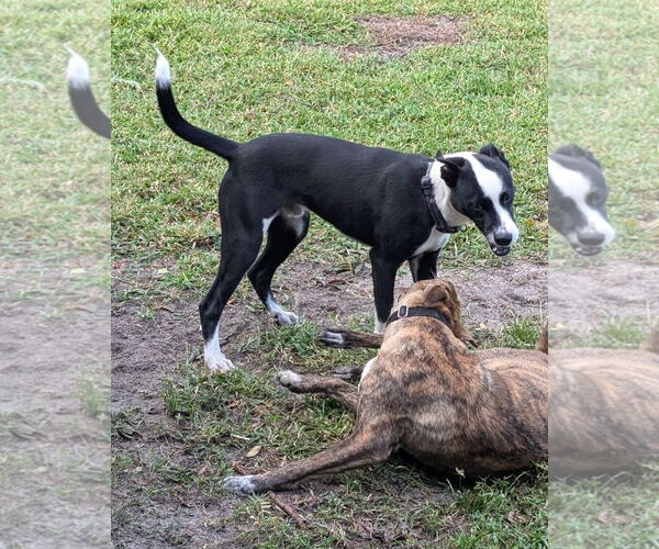 Medium Photo #3 Lab-Pointer Puppy For Sale in Sanford, FL, USA