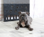 Small Photo #5 Faux Frenchbo Bulldog Puppy For Sale in MARIETTA, GA, USA