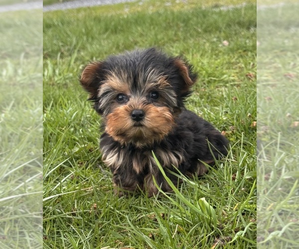 Medium Photo #1 Yorkshire Terrier Puppy For Sale in CANOGA, NY, USA