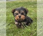 Small Yorkshire Terrier