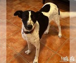 Small #3 English Springer Spaniel-Retriever  Mix