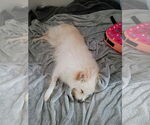 Small #3 American Eskimo Dog Mix