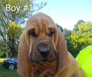 Bloodhound Puppy for sale in DUNLAP, IL, USA