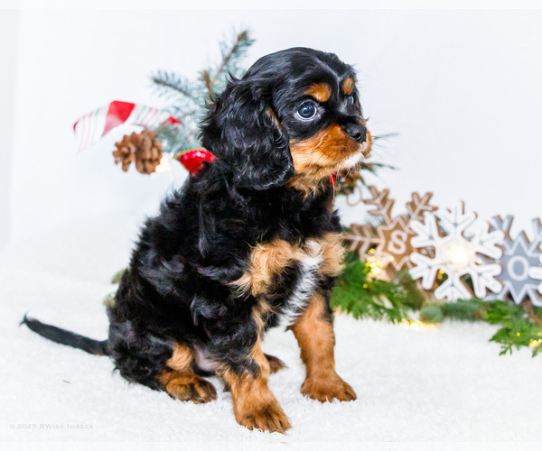 Medium Photo #15 Cavalier King Charles Spaniel Puppy For Sale in WAKARUSA, IN, USA