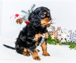 Small #14 Cavalier King Charles Spaniel