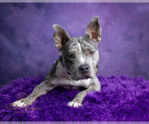 Medium Photo #3 Catahoula Leopard Dog-Unknown Mix Puppy For Sale in Munford, TN, USA