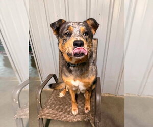 Autumn - Female Australian Shepherd-Unknown Mix Dog for Adoption - Photo #4