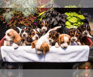 Basset Hound Puppy for sale in WAKARUSA, IN, USA