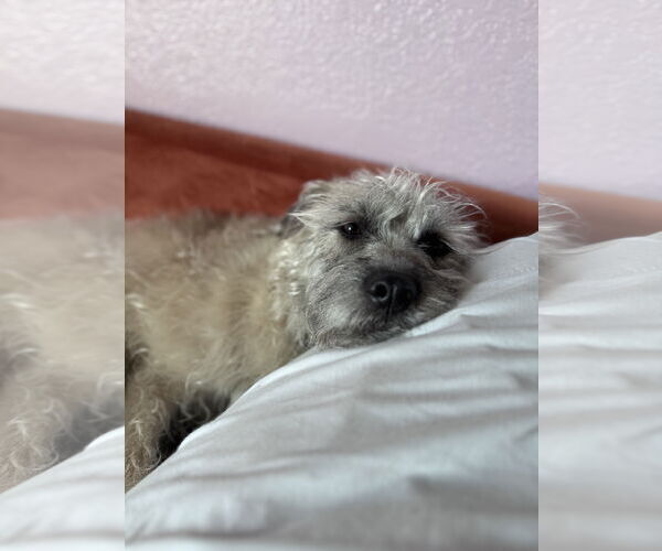 Medium Photo #3 Mutt Puppy For Sale in Princeton, MN, USA