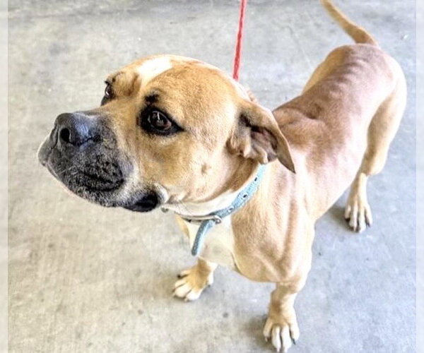 Medium Photo #2 Boxer Puppy For Sale in Houston, TX, USA