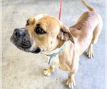 Small #1 Boxer