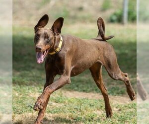 Doberman Pinscher-Unknown Mix Dogs for adoption in Sacramento, CA, USA