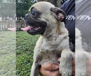 Pug Dogs for adoption in San Antonio, TX, USA