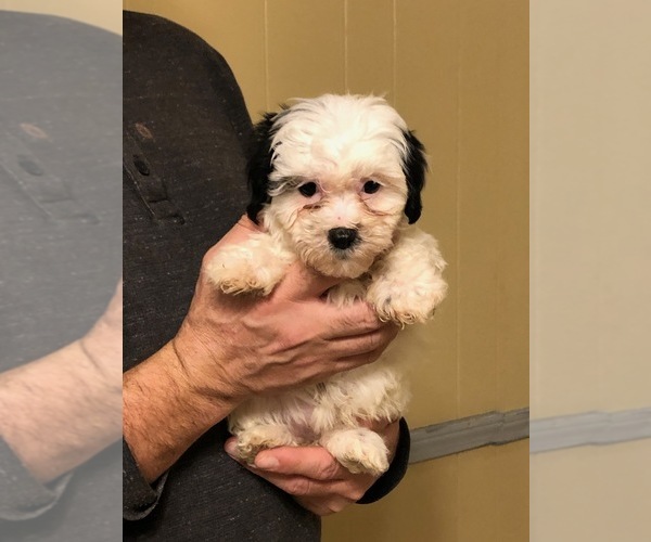 Medium Photo #5 Zuchon Puppy For Sale in SPENCER, TN, USA