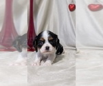 Small #11 Cavalier King Charles Spaniel