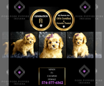 Puppy Mindy F1 Cavapoo