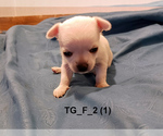 Small #11 Chihuahua