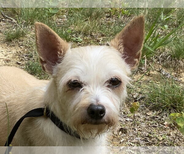 Medium Photo #1 Chihuahua-Parson Russell Terrier Mix Puppy For Sale in Cookeville, TN, USA