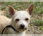 Small Chihuahua-Parson Russell Terrier Mix