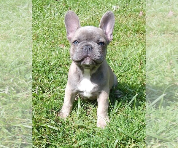 Medium Photo #1 French Bulldog Puppy For Sale in MEADVILLE, PA, USA