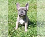 Small Photo #1 French Bulldog Puppy For Sale in MEADVILLE, PA, USA