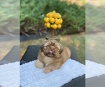 Small Photo #7 Shih Tzu Puppy For Sale in BUFORD, GA, USA