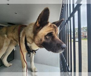 Akita-Unknown Mix Dogs for adoption in Houston, TX, USA