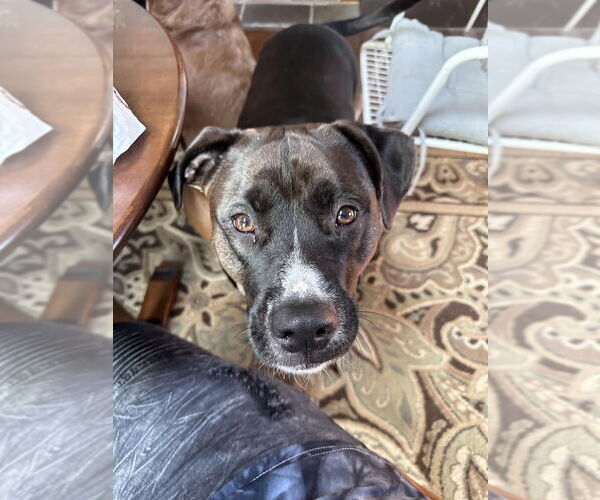 Medium Photo #3 Labrador Retriever-Unknown Mix Puppy For Sale in Brewster, NY, USA