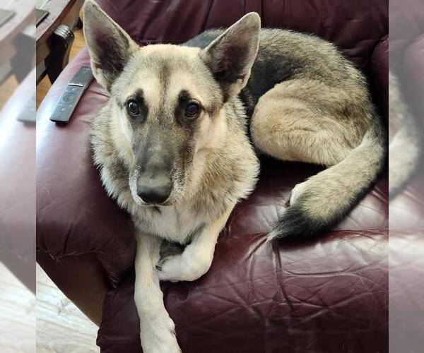 Medium Photo #1 German Shepherd Dog-Unknown Mix Puppy For Sale in San Antonio, TX, USA