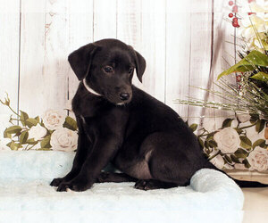 Labrador Retriever-Unknown Mix Puppy for sale in PENNS CREEK, PA, USA