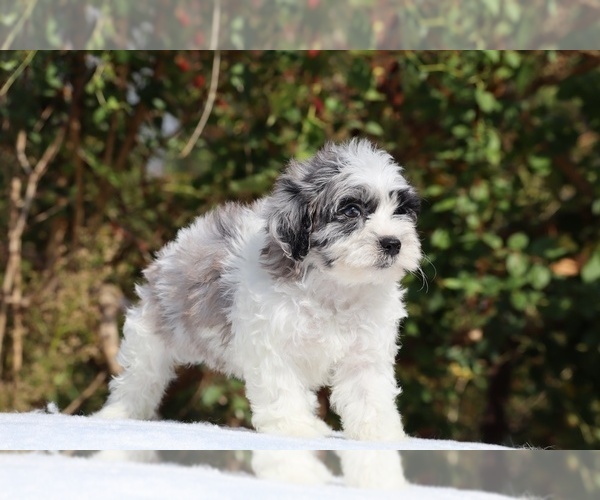 Medium Photo #4 ShihPoo Puppy For Sale in DYERSBURG, TN, USA
