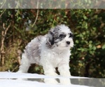 Small #3 ShihPoo