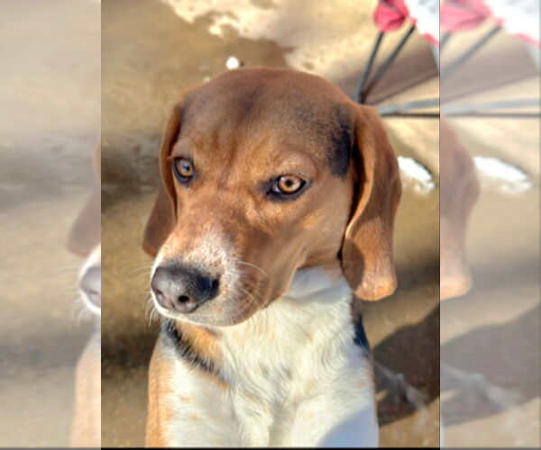 Medium Photo #2 Beagle-Unknown Mix Puppy For Sale in Fairfax, VA, USA