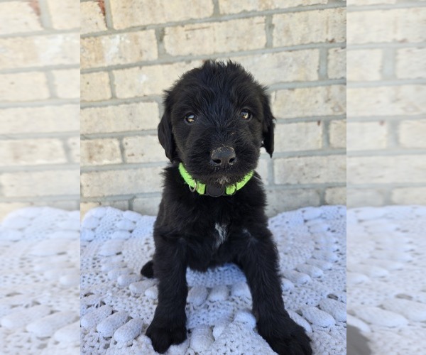 Medium Photo #1 Labradoodle Puppy For Sale in WILLIAMSTOWN, KY, USA