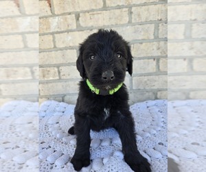 Labradoodle Puppy for sale in WILLIAMSTOWN, KY, USA