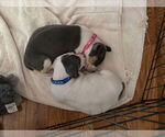 Small #6 American Staffordshire Terrier Mix