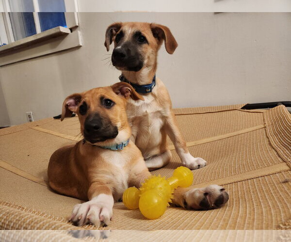 Medium Photo #3 Labrador Retriever-Unknown Mix Puppy For Sale in New London, WI, USA