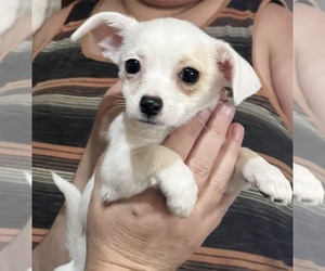 Chihuahua Puppy for sale in DEER PARK, WA, USA