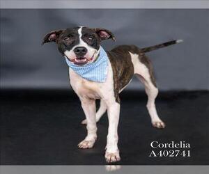 American Pit Bull Terrier-Unknown Mix Dogs for adoption in Conroe, TX, USA