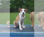 Small #2 Mutt