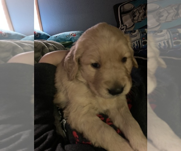 Medium Photo #4 Golden Retriever Puppy For Sale in OLYMPIA, WA, USA