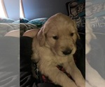 Small Photo #4 Golden Retriever Puppy For Sale in OLYMPIA, WA, USA