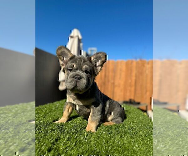Medium Photo #9 French Bulldog Puppy For Sale in AGOURA HILLS, CA, USA
