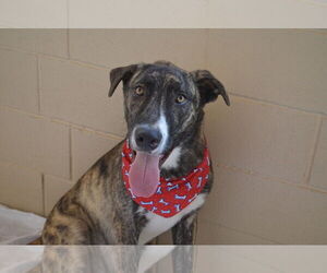 Mastiff-Unknown Mix Dogs for adoption in McKinney, TX, USA