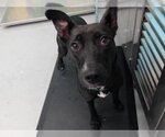 Small American Pit Bull Terrier Mix