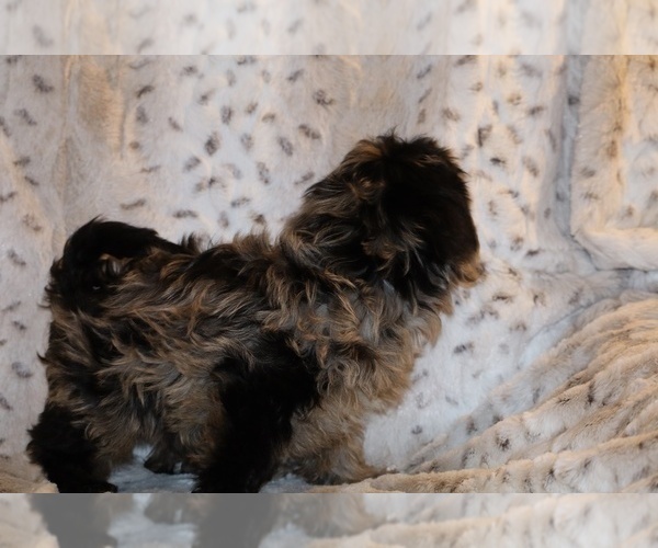 Medium Photo #20 Yorkiepoo mix (+ Poodle Toy) Puppy For Sale in DYERSBURG, TN, USA
