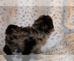 Small #19 Yorkiepoo mix (+ Poodle Toy)