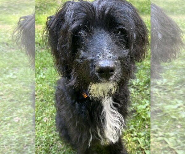 Medium Photo #6 Poodle (Standard)-Unknown Mix Puppy For Sale in Cookeville, TN, USA